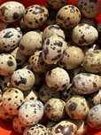 Ovos de codorniz