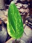Monstera Standleyana Yellow Variegata Philodendron Cobra Gold marmorat