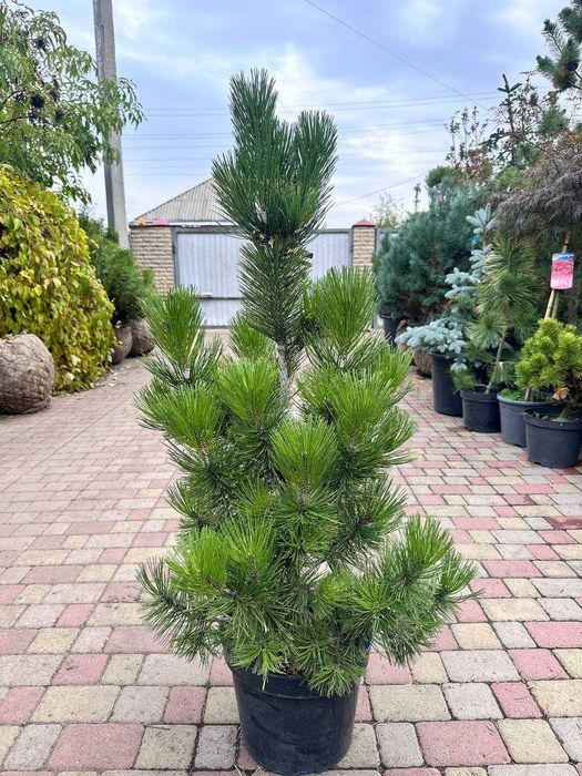 Церцис канадський Eternal Flame Хвойні рослини туя, кипарисовики ялина