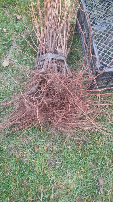 БЕСТ-3  ЕВРІКА  вегетативна  підщепа для  кісточкових