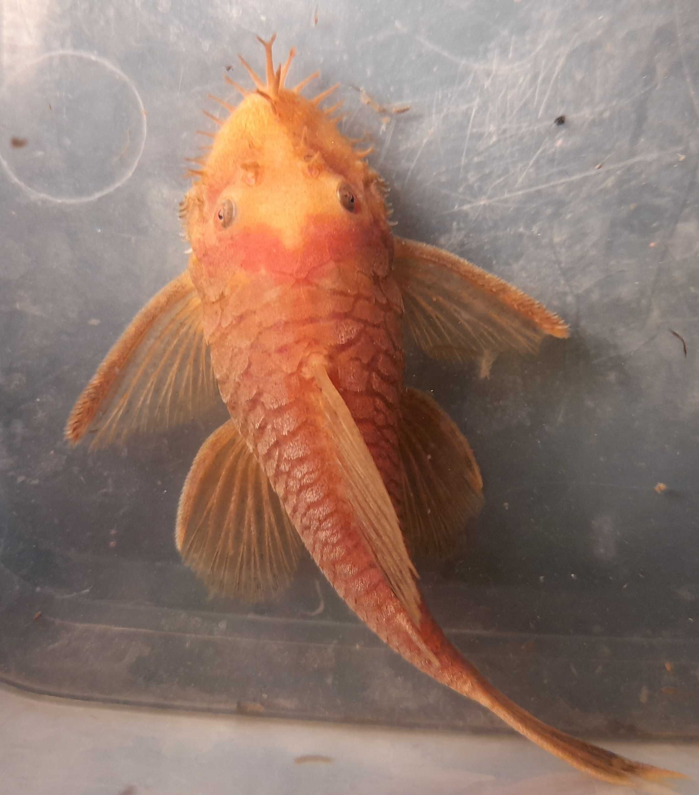 Ancistrus sp. "red" Zbrojnik czerwony