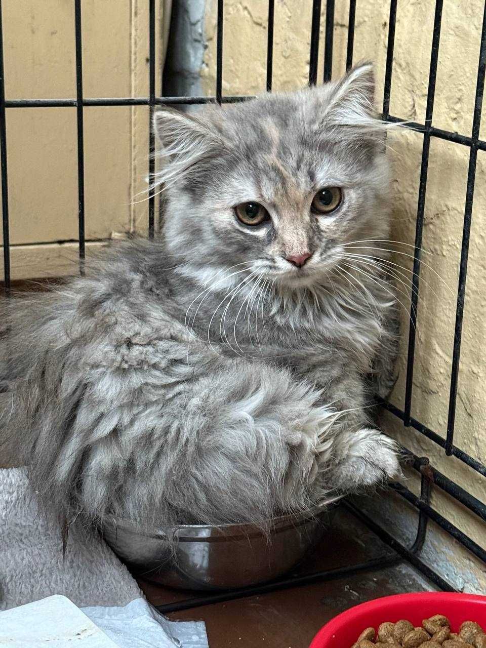 Кошеня котик кіт