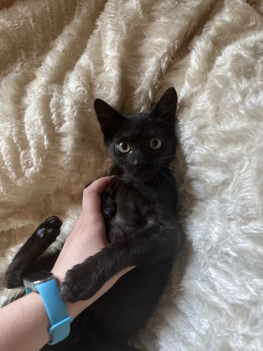 Киця, кошка, котики, котенята, котеня, котёнок, котята