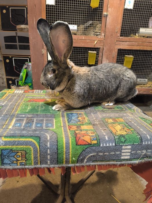 Olbrzym belgijski szary