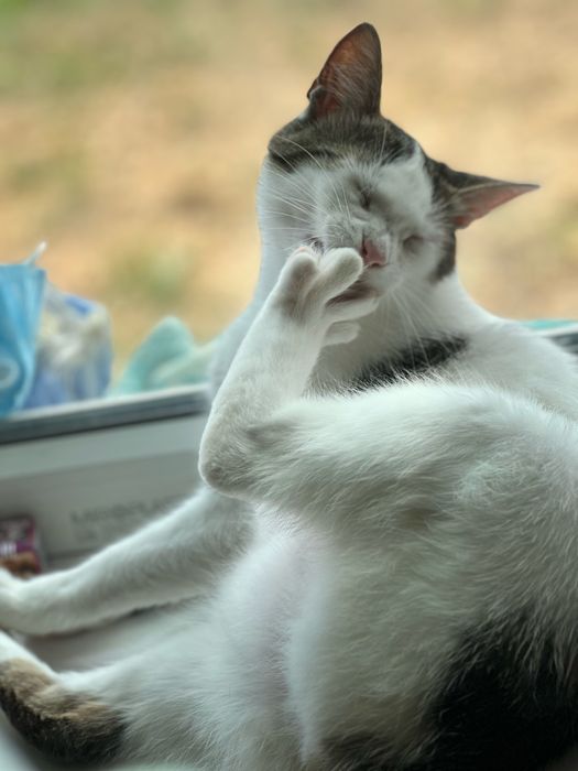 Молодий котик Зайка шукає родину, врятуйте кошеня!