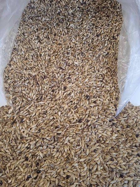 Насіння трави суданки однорічне.