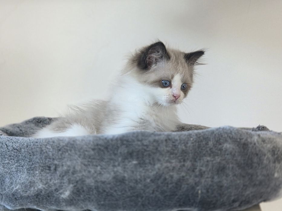 Kot RAGDOLL po przepięknych rodzicach!!
