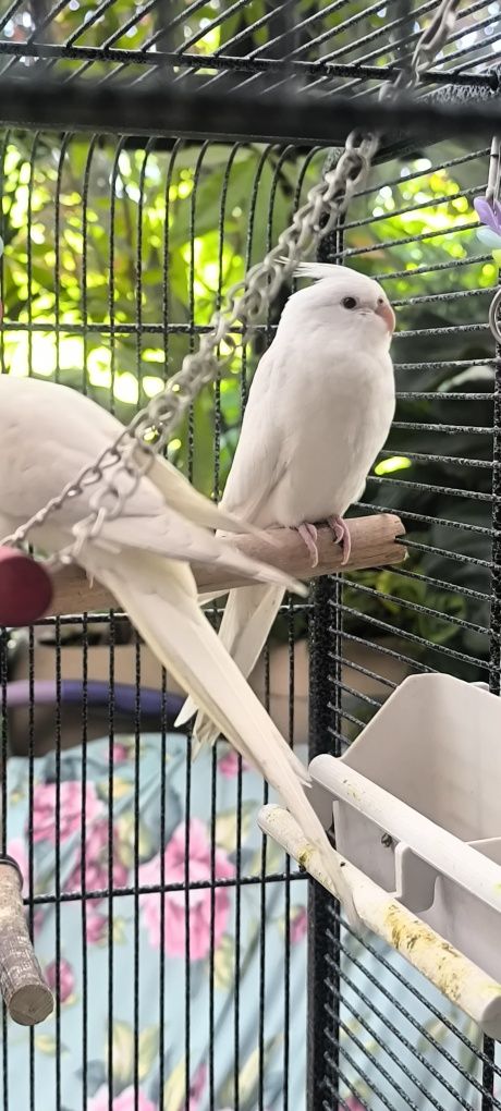 Papuga Nimfa Albino młoda