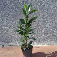 Fikus Ficus Fikus cyathistipula 70cm