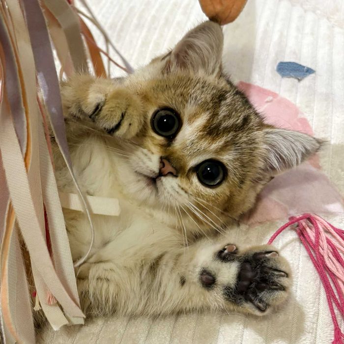 Kot szkocki prostouchy - kotka rasowa złota hodowla kotów szkocki fold