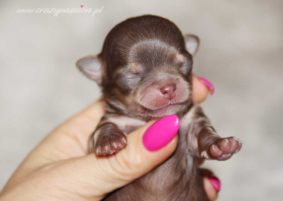 Maleńki długowłosy chihuahua NUGAT Crazy Passion FCI
