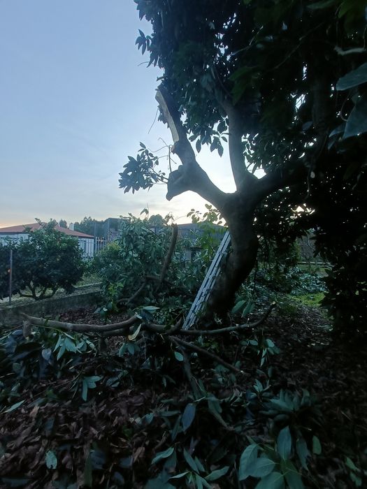 Abacates biológicos