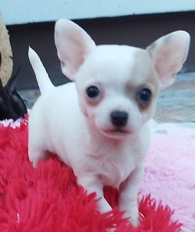 Chihuahua miniaturowa sunia