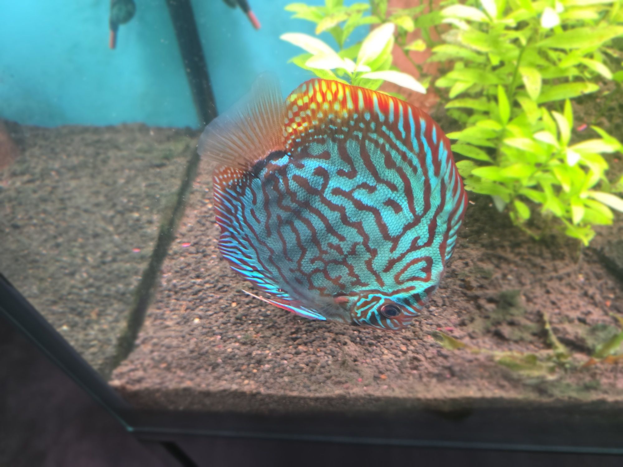 Discus Blue Turquoise 10-12cm