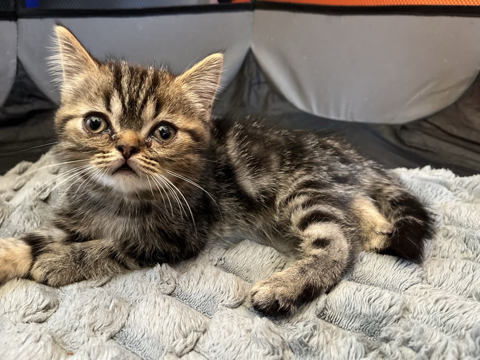 Продам Шотландських котиків