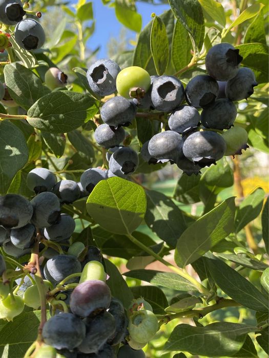 Актинідія аргута Женева Лохина Дюк саджанці