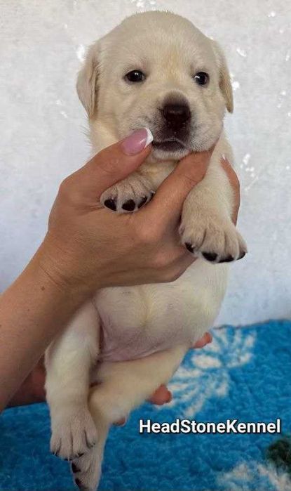 Лабрадор ретривер, Лучший друг