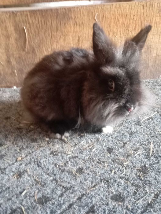 Witam sprzedam króliki karzełki Teddy
