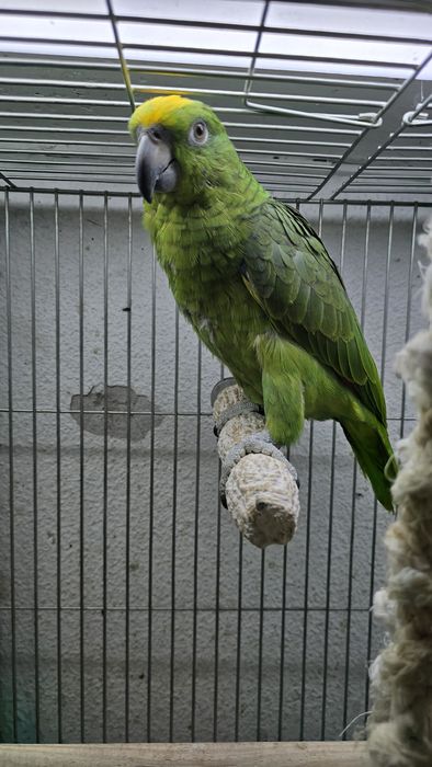 Papagaio Ocrocefalo