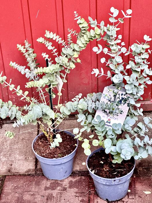 Евкаліпт. Доставка