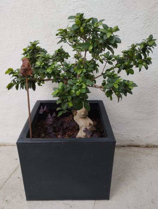 Planta Ficus Ginseng  Bonsai em vaso (68 cm)