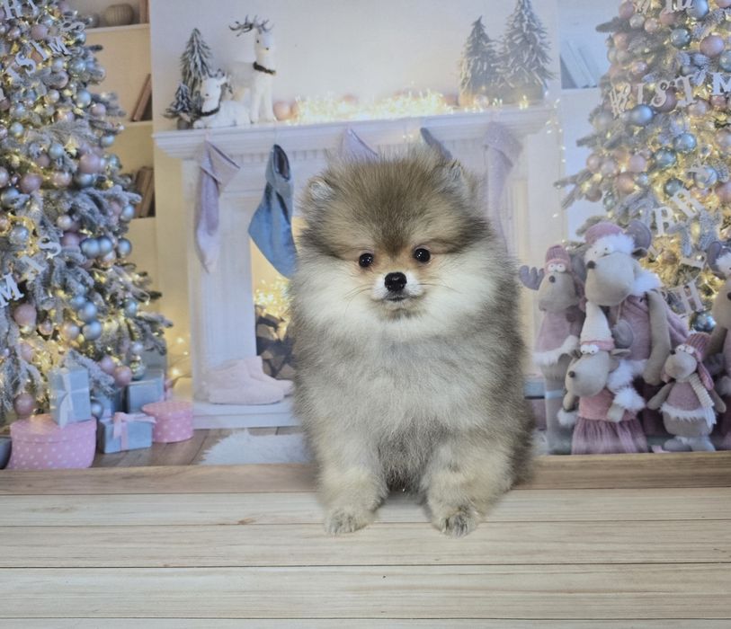 Шикарний хлопчик в соболинному забарвленні.