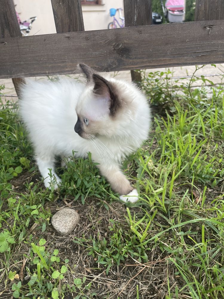 Kocurek i koteczka Ragdoll lub do hodowli