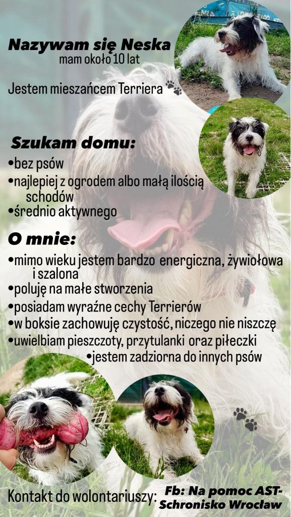 Neska Parson terrier do adopcji!