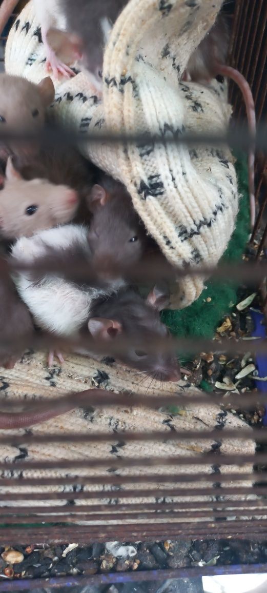 Крысята декоративные малыши