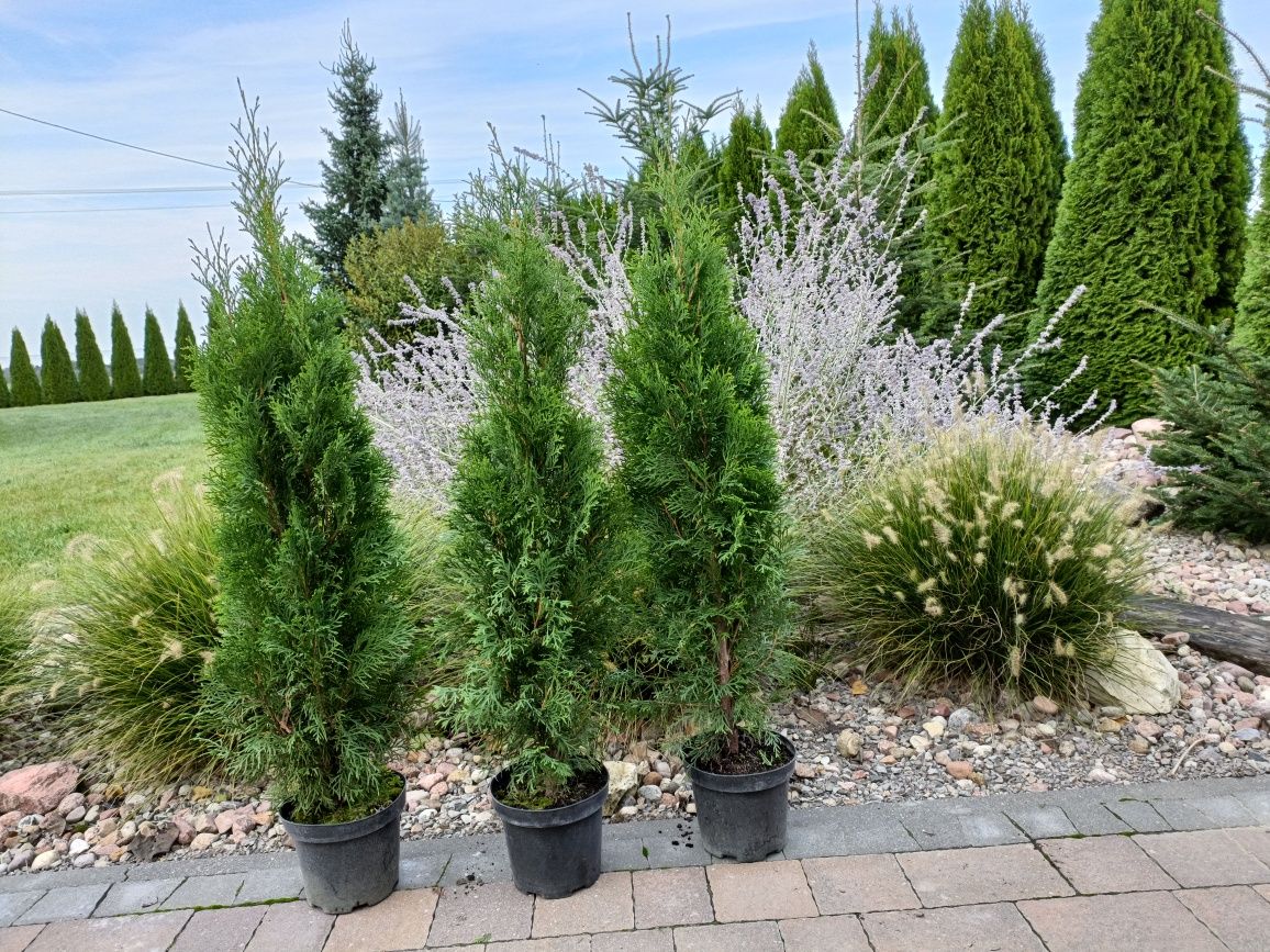 Thuja tuja Szmaragd w doniczce 3 litry 110cm wys 100% przyjęcia