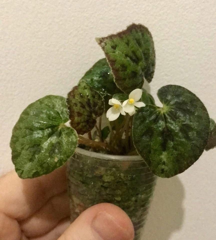 Begonia austrovietnamica Бегония