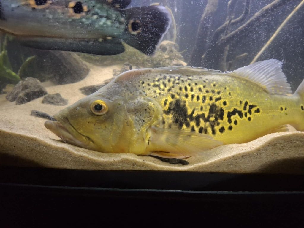 Cichla kelberi 40cm