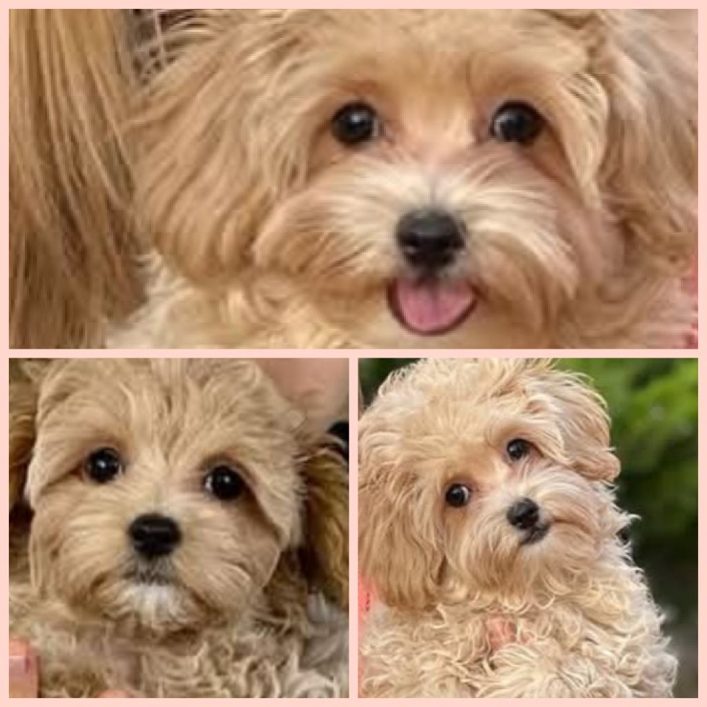 Maltipoo chlopiec super socjalizowany.