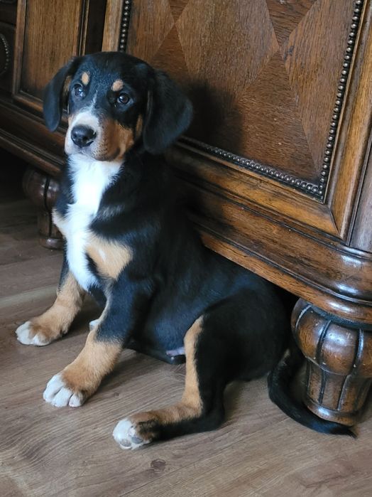 Entlebucher Szwajcarski Pies Pasterski