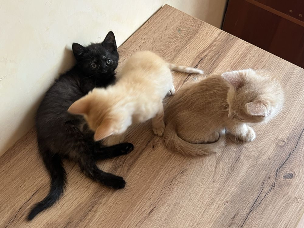 Віддам кошенят у добрі руки