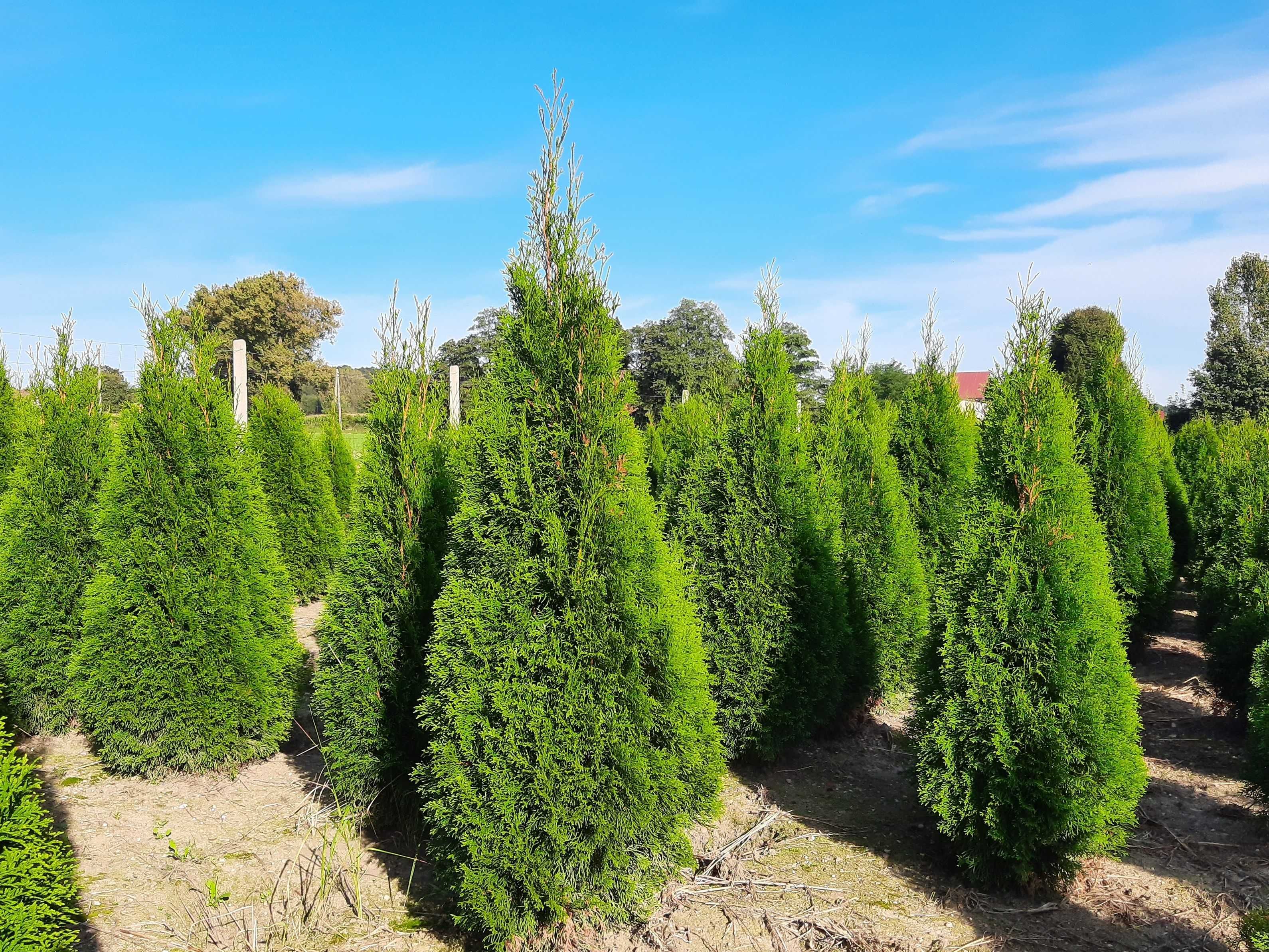 Tuja Szmaragd! Thuja Smaragd 200,220,240,250 cm! Sadzenie! Dostawa!