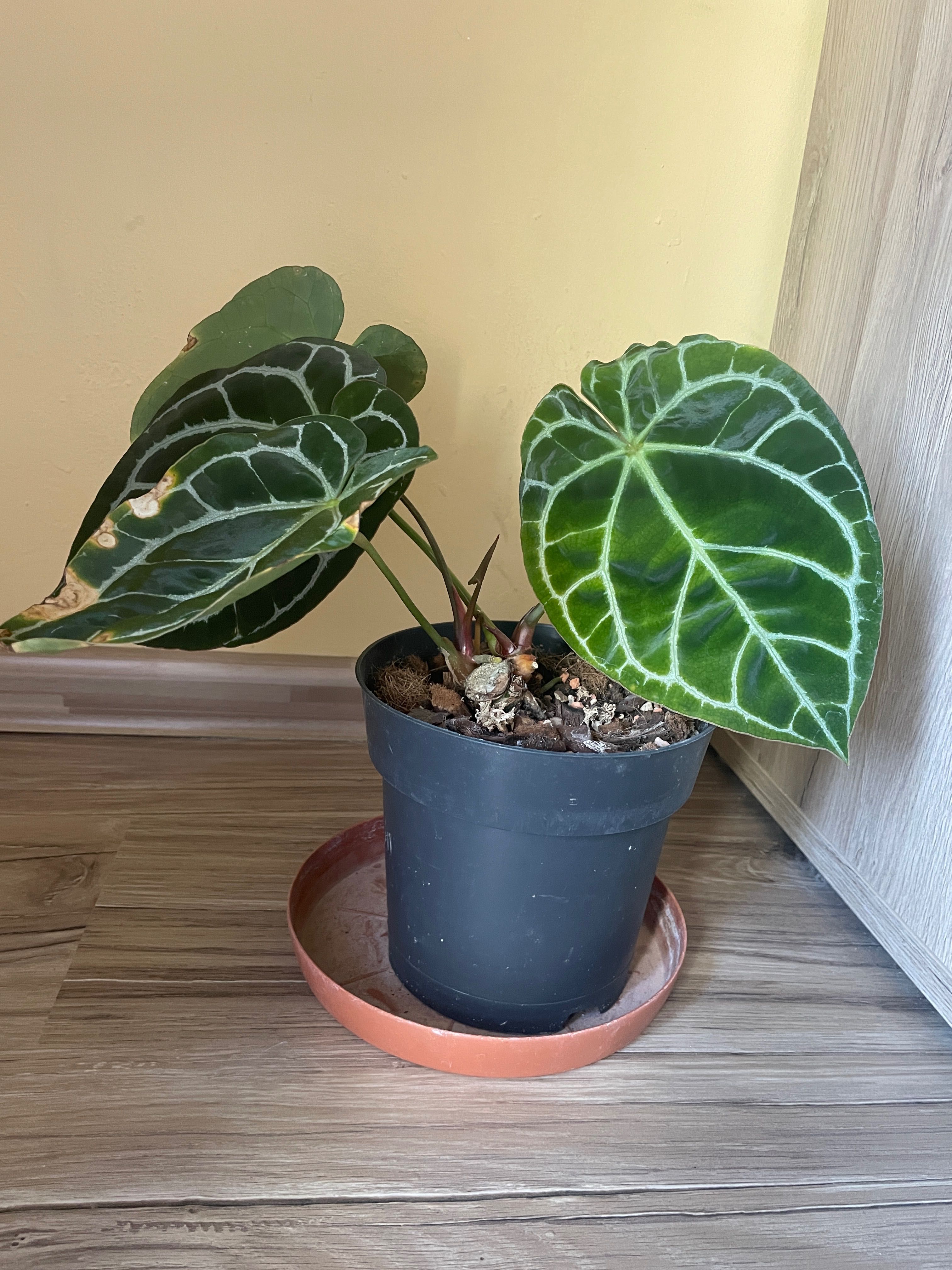 Anthurium Magnificum x Crystallinum