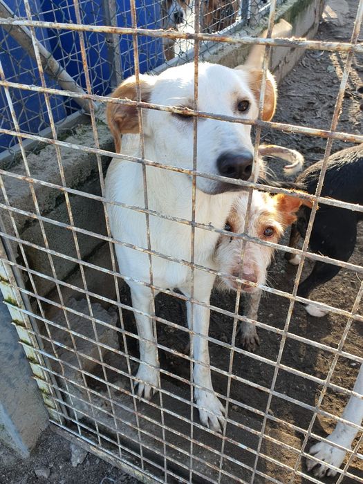 Vito- cachorro de porte médio para adoção