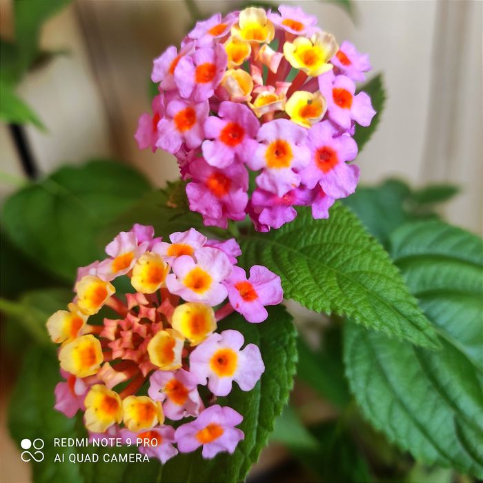 Лантани різних кольорів