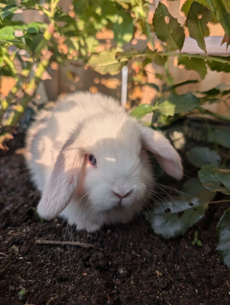 Mini lop, baranek miniaturka, metryka