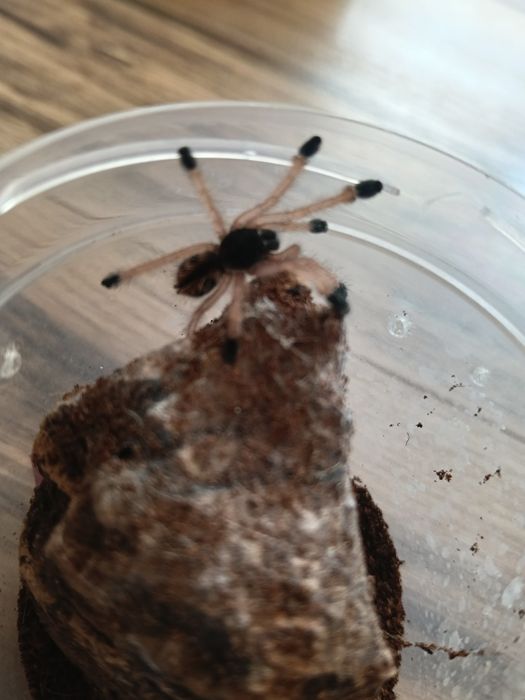 Ptaszniki Avicularia braunshauseni L3