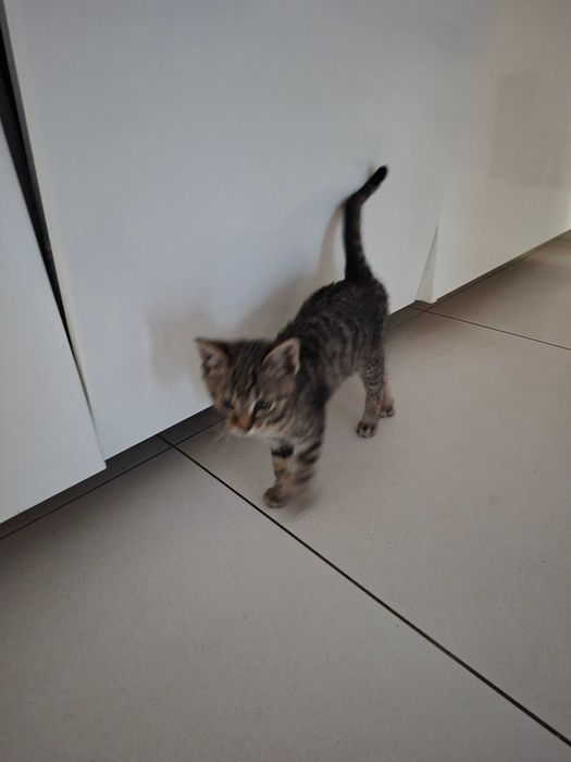 Oddam kocurka 2 miesięcznego w dobre rece