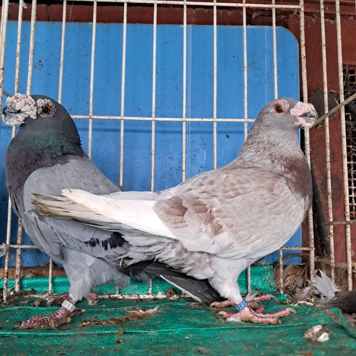 Dragon dragony możliwy transport