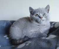 Piękna kotka brytyjska-szylkret niebieski -rodowód FPL