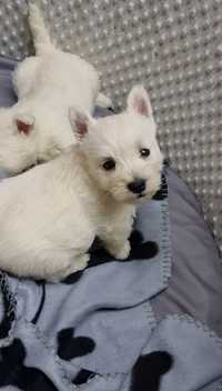 West Highland White Terrier - szczeniak
