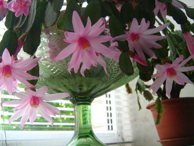 Ріпсалідопсиси , молоді рослини