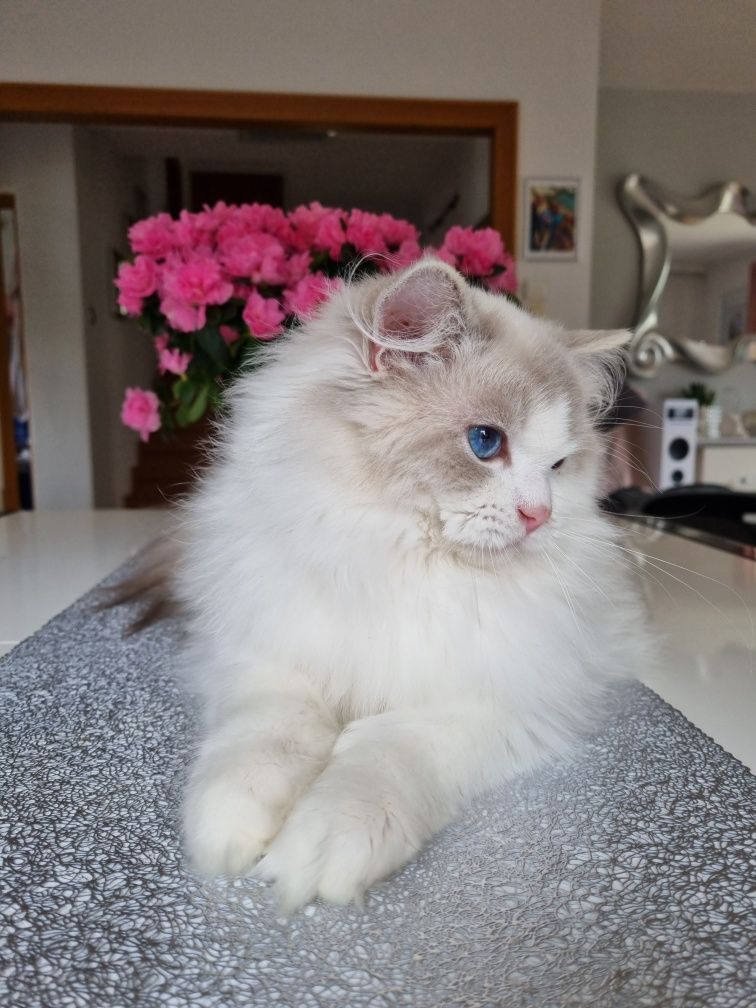 Ragdoll kocur hodowlany blue bicolour lynx Rodowód FPL