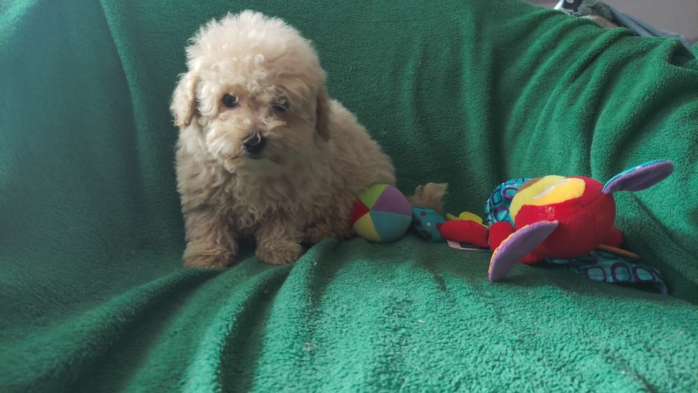 Maltipoo suczka Warszawa maltańczyk pudel