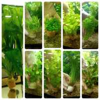 Растения в аквариум,  кладофора шаровидная, водоросли