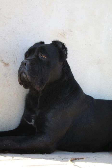Cane Corso  PIES